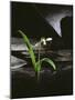 Snowdrop / Slate, 1995-Norman Hollands-Mounted Premium Photographic Print