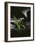 Snowdrop / Slate, 1995-Norman Hollands-Framed Photographic Print