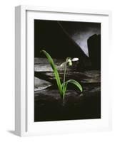Snowdrop / Slate, 1995-Norman Hollands-Framed Photographic Print