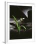 Snowdrop / Slate, 1995-Norman Hollands-Framed Photographic Print