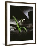 Snowdrop / Slate, 1995-Norman Hollands-Framed Photographic Print