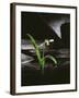 Snowdrop / Slate, 1995-Norman Hollands-Framed Photographic Print