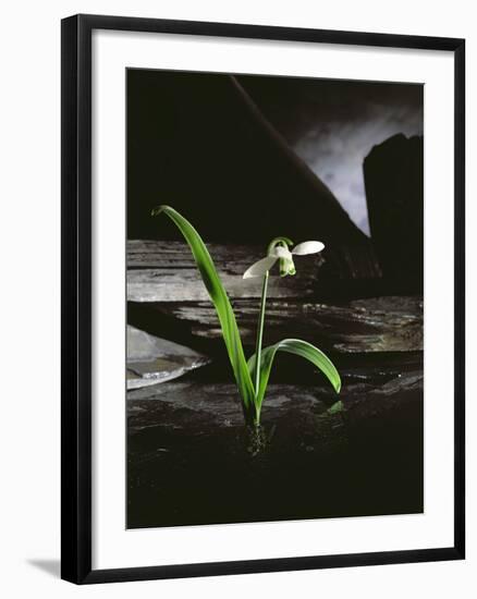 Snowdrop / Slate, 1995-Norman Hollands-Framed Photographic Print