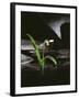 Snowdrop / Slate, 1995-Norman Hollands-Framed Photographic Print