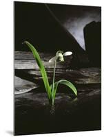 Snowdrop / Slate, 1995-Norman Hollands-Mounted Photographic Print