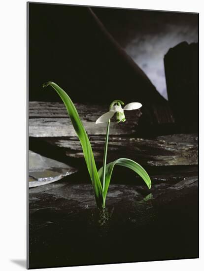 Snowdrop / Slate, 1995-Norman Hollands-Mounted Photographic Print