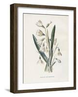 Snowdrop & Snowflake-Gwendolyn Babbitt-Framed Art Print