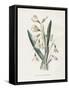 Snowdrop & Snowflake-Gwendolyn Babbitt-Framed Stretched Canvas