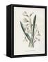 Snowdrop & Snowflake-Gwendolyn Babbitt-Framed Stretched Canvas