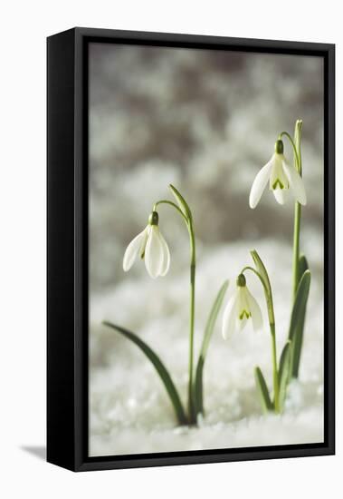 Snowdrop Three Flowers in Snow-null-Framed Stretched Canvas