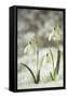 Snowdrop Three Flowers in Snow-null-Framed Stretched Canvas