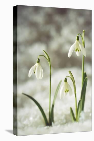 Snowdrop Three Flowers in Snow-null-Stretched Canvas