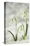 Snowdrop Three Flowers in Snow-null-Stretched Canvas