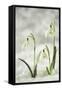 Snowdrop Three Flowers in Snow-null-Framed Stretched Canvas