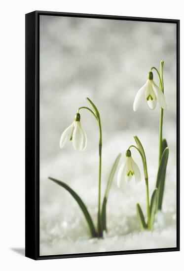 Snowdrop Three Flowers in Snow-null-Framed Stretched Canvas