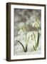 Snowdrop Three Flowers in Snow-null-Framed Photographic Print