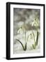 Snowdrop Three Flowers in Snow-null-Framed Photographic Print