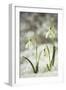 Snowdrop Three Flowers in Snow-null-Framed Photographic Print