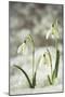 Snowdrop Three Flowers in Snow-null-Mounted Photographic Print