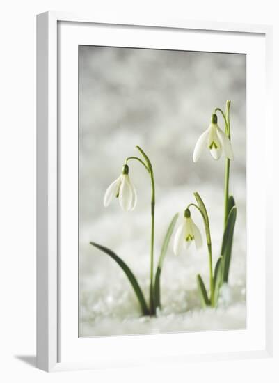 Snowdrop Three Flowers in Snow-null-Framed Photographic Print