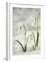 Snowdrop Three Flowers in Snow-null-Framed Photographic Print