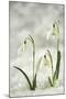 Snowdrop Three Flowers in Snow-null-Mounted Photographic Print