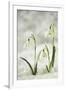 Snowdrop Three Flowers in Snow-null-Framed Photographic Print