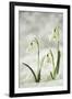 Snowdrop Three Flowers in Snow-null-Framed Photographic Print