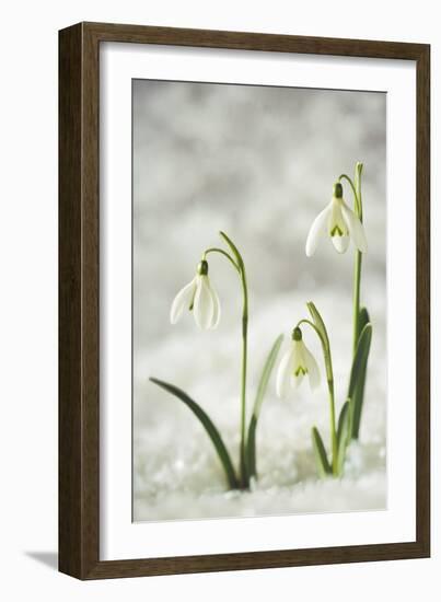 Snowdrop Three Flowers in Snow-null-Framed Photographic Print