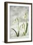 Snowdrop Three Flowers in Snow-null-Framed Photographic Print