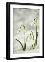 Snowdrop Three Flowers in Snow-null-Framed Photographic Print