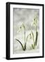 Snowdrop Three Flowers in Snow-null-Framed Photographic Print