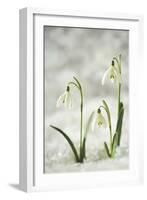 Snowdrop Three Flowers in Snow-null-Framed Photographic Print