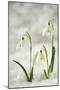 Snowdrop Three Flowers in Snow-null-Mounted Photographic Print