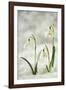 Snowdrop Three Flowers in Snow-null-Framed Photographic Print