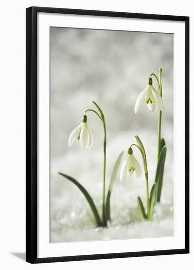 Snowdrop Three Flowers in Snow-null-Framed Photographic Print