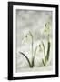 Snowdrop Three Flowers in Snow-null-Framed Photographic Print