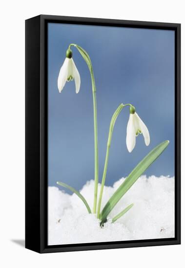 Snowdrop Two Flowers in Snow-null-Framed Stretched Canvas