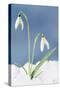 Snowdrop Two Flowers in Snow-null-Stretched Canvas
