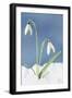 Snowdrop Two Flowers in Snow-null-Framed Premium Photographic Print