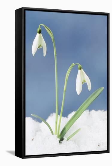 Snowdrop Two Flowers in Snow-null-Framed Stretched Canvas