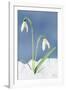 Snowdrop Two Flowers in Snow-null-Framed Photographic Print