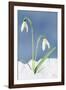 Snowdrop Two Flowers in Snow-null-Framed Photographic Print