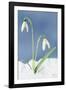 Snowdrop Two Flowers in Snow-null-Framed Photographic Print