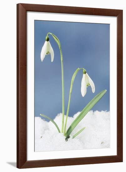 Snowdrop Two Flowers in Snow-null-Framed Photographic Print