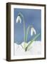 Snowdrop Two Flowers in Snow-null-Framed Photographic Print