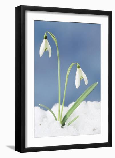 Snowdrop Two Flowers in Snow-null-Framed Photographic Print