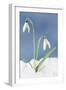 Snowdrop Two Flowers in Snow-null-Framed Photographic Print