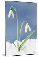 Snowdrop Two Flowers in Snow-null-Mounted Photographic Print