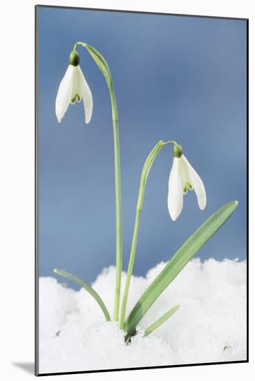 Snowdrop Two Flowers in Snow-null-Mounted Photographic Print